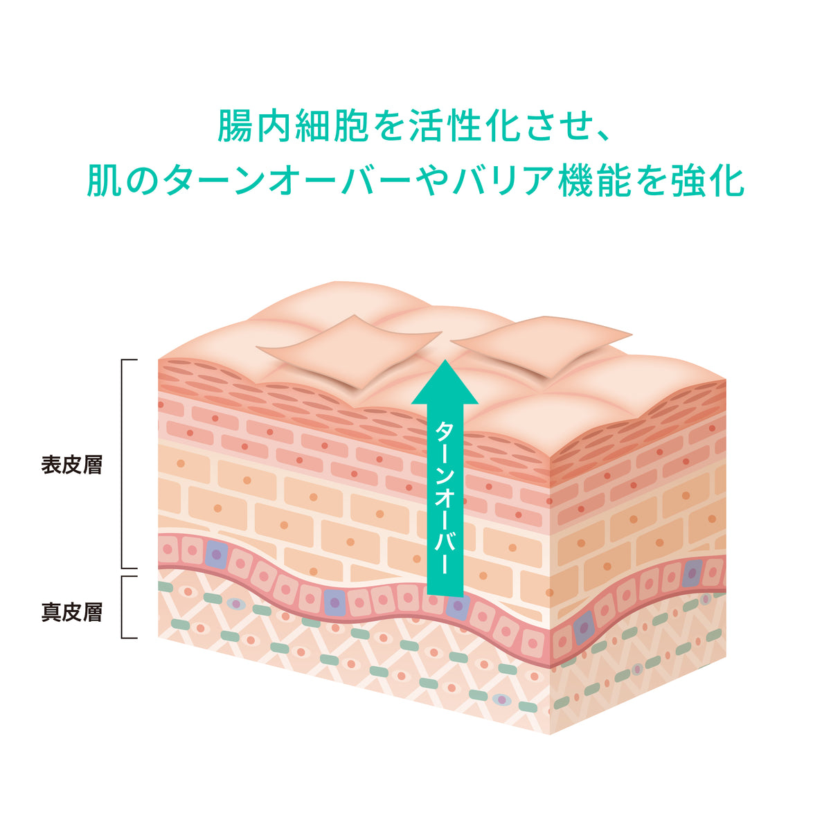 【数量限定】TERRA(テラ) トライアルセット　次世代腸活エイジングケアサプリメント 特許成分 植物性乳酸菌OS-1010配合
